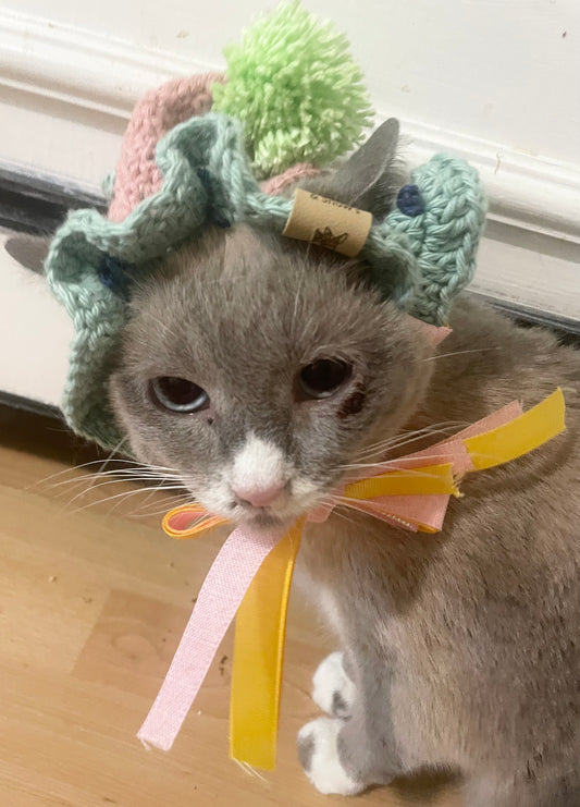 Cat dog birthday hat