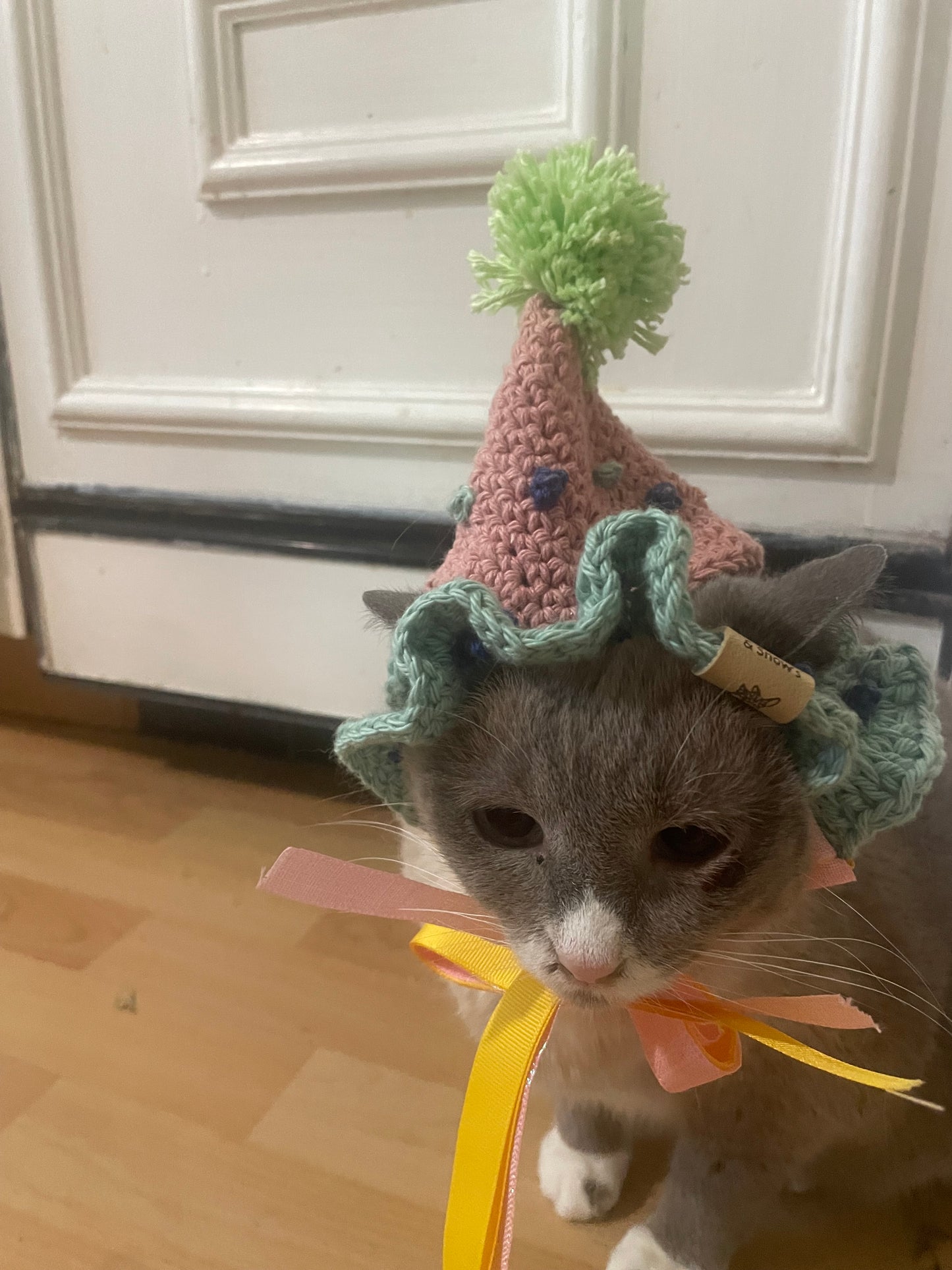Cat dog birthday hat