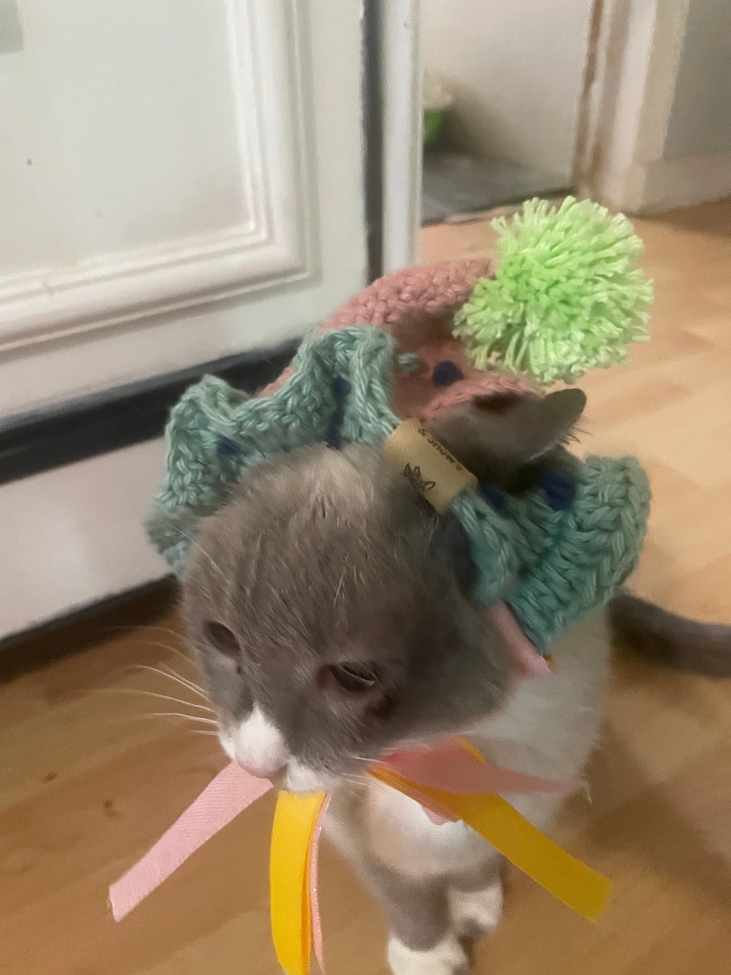 Cat dog birthday hat