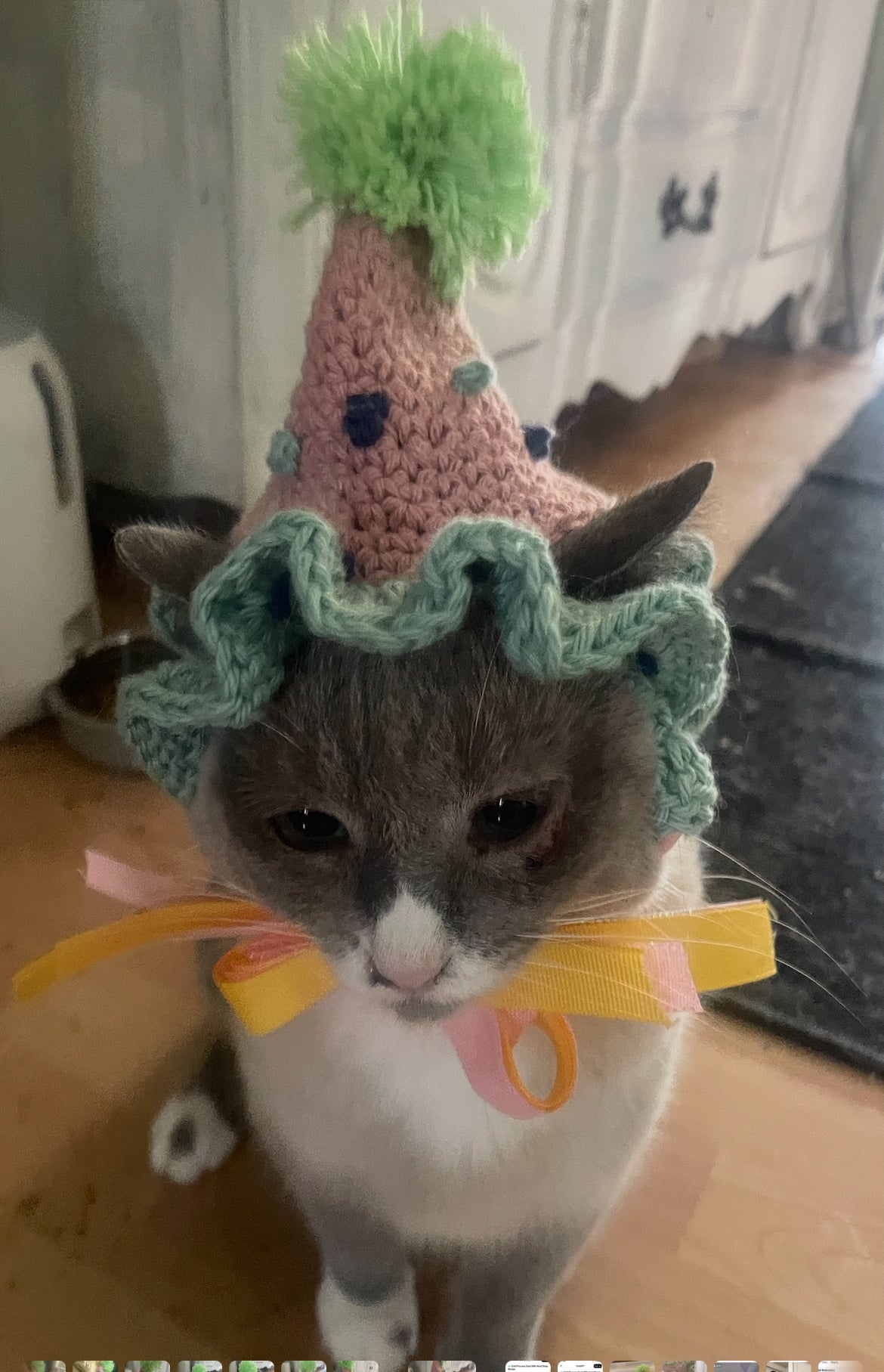 Cat dog birthday hat