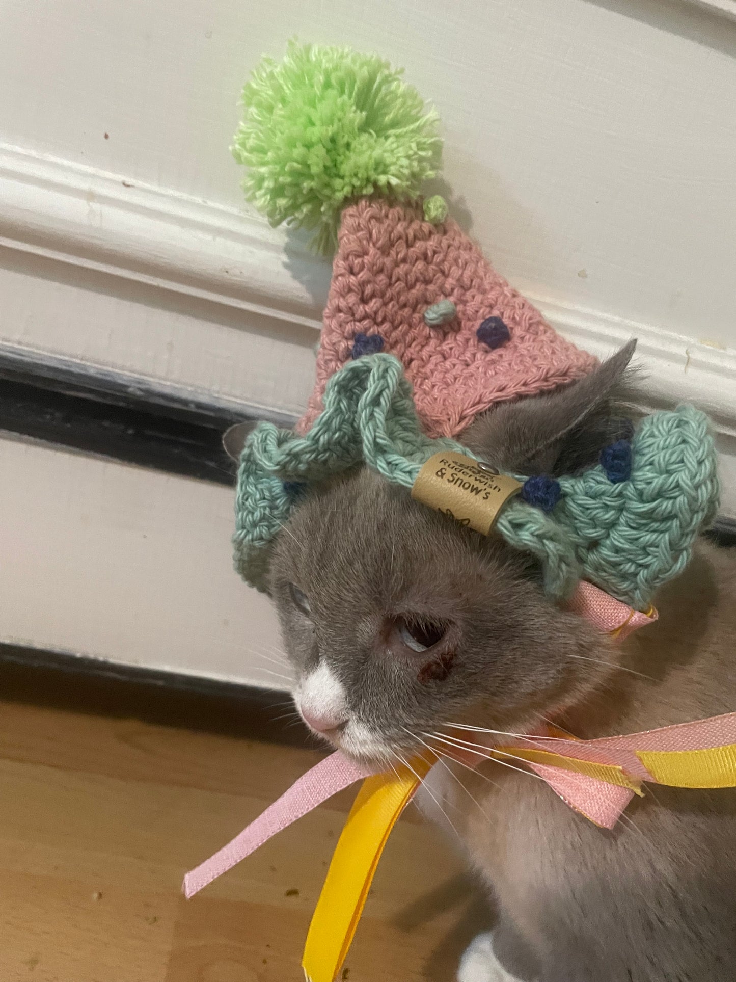Cat dog birthday hat