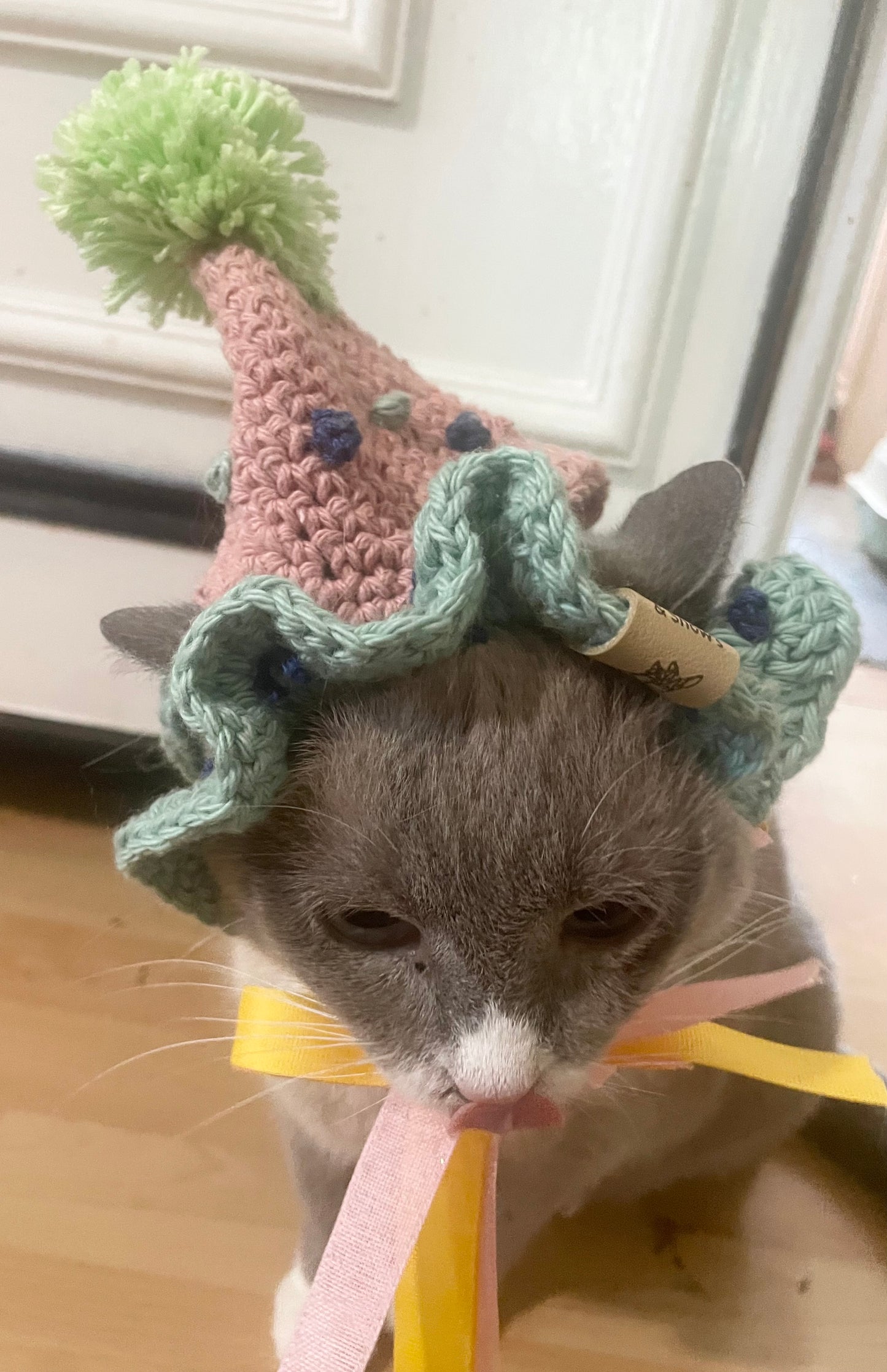 Cat dog birthday hat