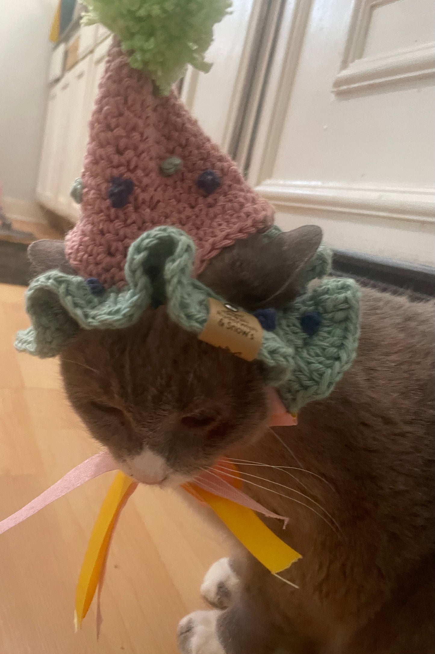 Cat dog birthday hat