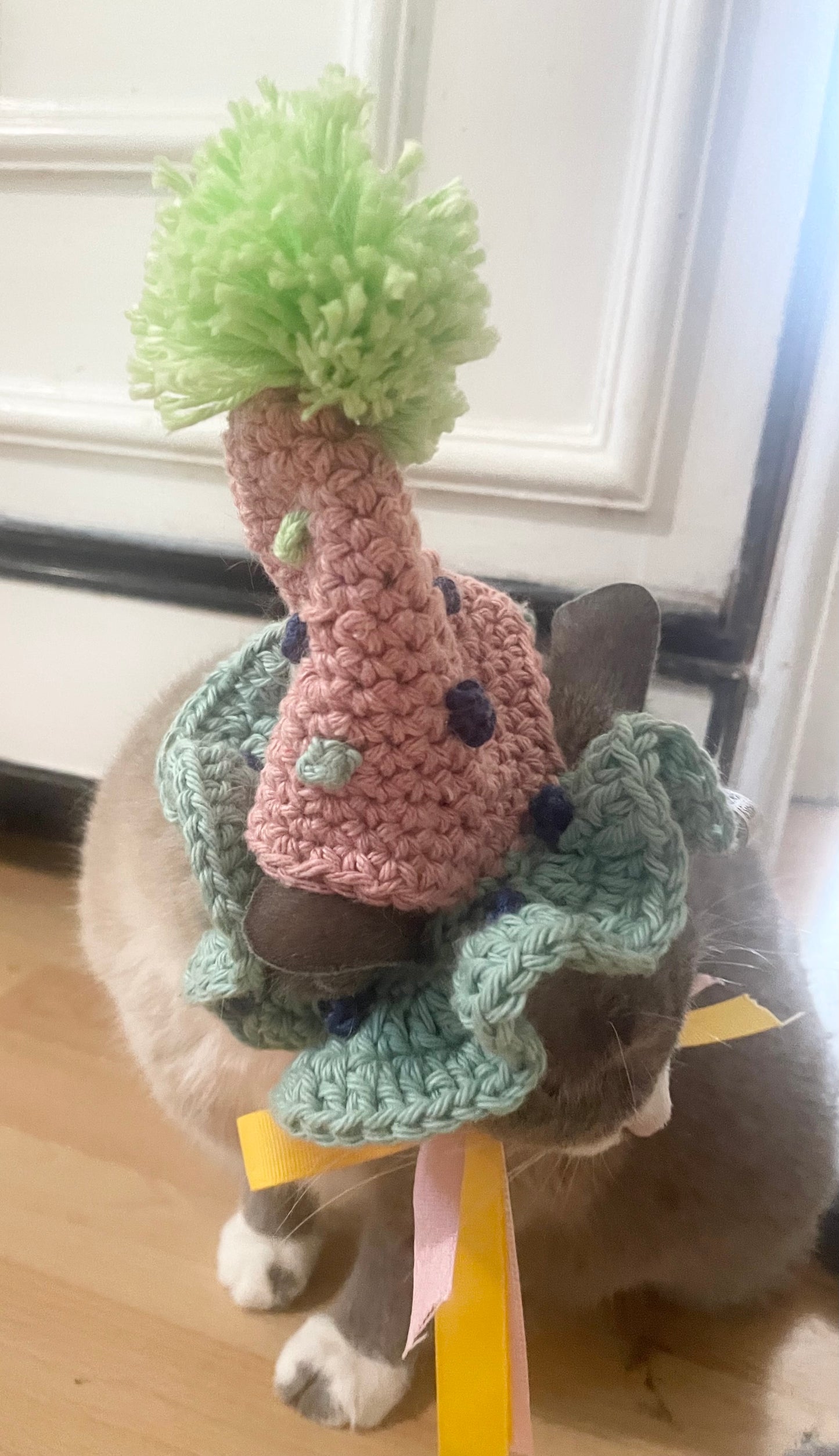 Cat dog birthday hat