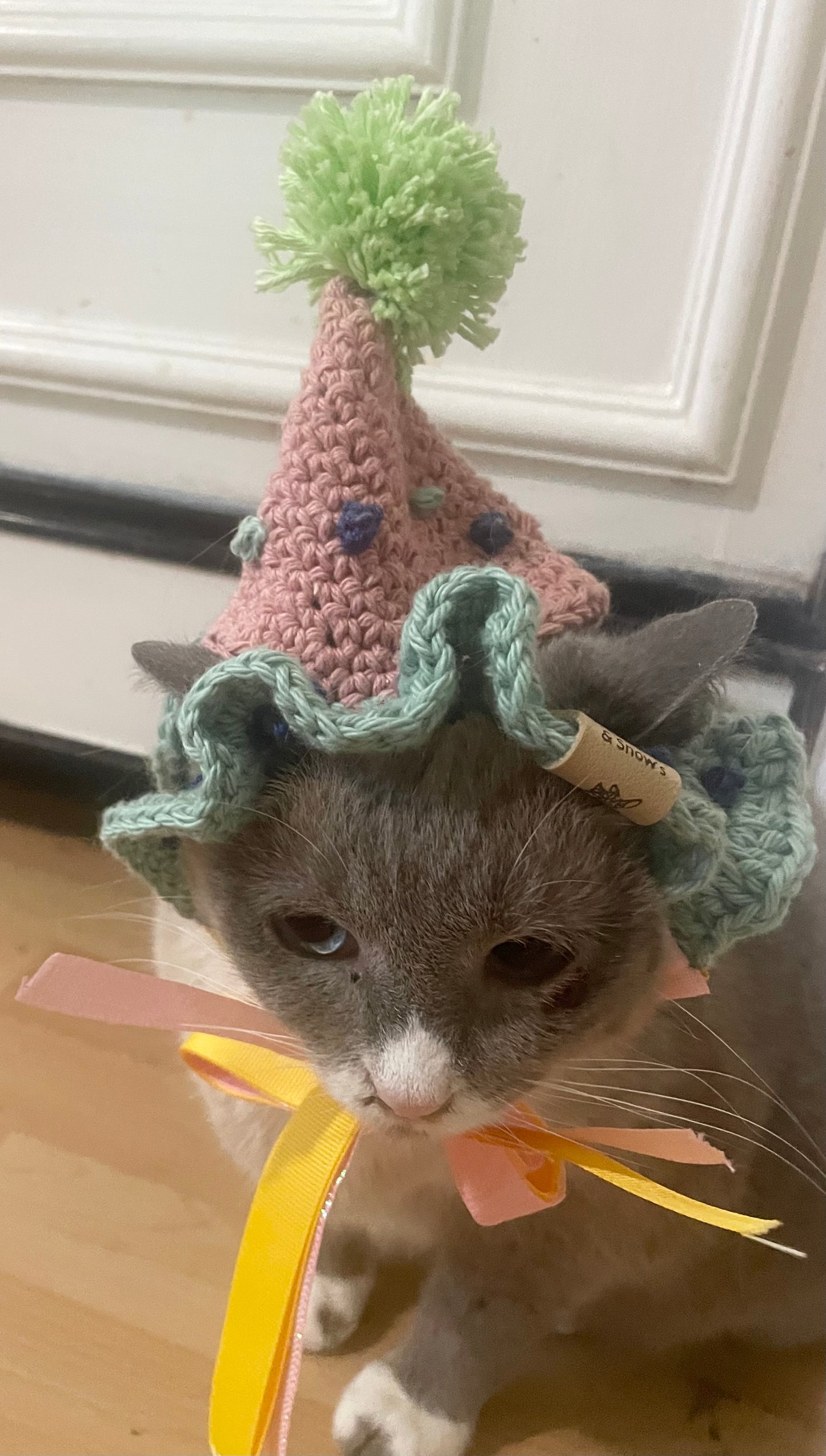 Cat dog birthday hat